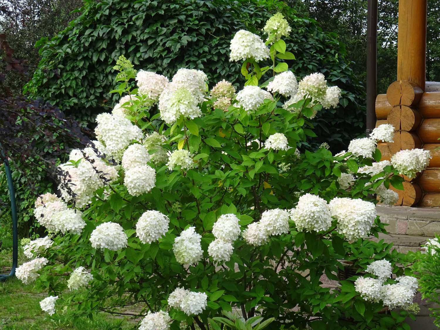 Hortensie ‘Polar Bear’